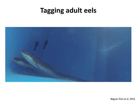 porn eel|Videos Tagged 'eel' .